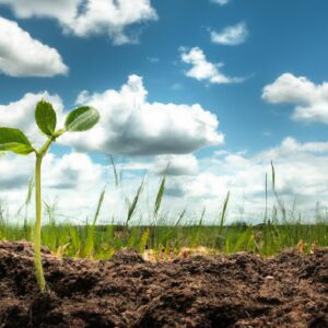 Melhores culturas para iniciar no agronegócio