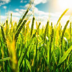 O papel da biotecnologia na agricultura moderna